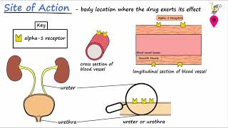 Drug Effects amp Fundamental Principles  Indication Contraindication Site of Action and Mechanism [upl. by Osithe735]