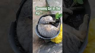 Cat  Iring  Pusa  Sleeping Cat In The Pot  tulog cat iring pusa trending shorts viral [upl. by Thornton]