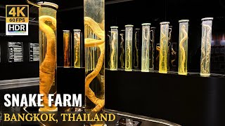 BANGKOK Snake Farm In Bangkok Queen Saovabha Memorial Institute Must Visit  Thailand 4K HDR [upl. by Annelg998]