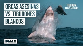 Así aniquilan las orcas asesinas a los tiburones blancos  Tiburones [upl. by Ichabod]