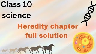 class 10 science heredity chapter full exercise solutions [upl. by Lody]