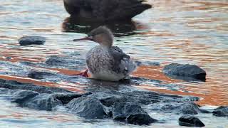 20241123 Redbreasted Merganser [upl. by Latia468]