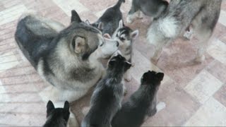 SIBERIAN HUSKY DAD PLAYING WITH HIS 9 PUPPIES FOR THE FIRST TIME  6 WEEKS OLD [upl. by Grefe986]