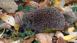 WintersorgenkindUpdate der kleine Igel [upl. by Arjan]