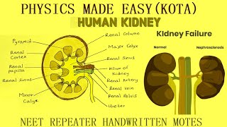 PART 2 BEST NEET BIOLOGY REPEATER NOTES STOLON BULBILS ROOT STOCK UTRICULARIA KIDNEY  5 [upl. by Leihcar]