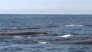 Bairds beaked whales [upl. by Yral]