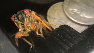 what the 17 year cicada sounds like INDIVIDUALLY and as a group [upl. by Teiv196]