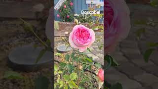 Boscobel rose starts to bloom Socal zone 10a [upl. by Aiciram]