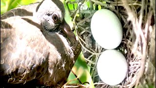 Mourning Dove calling On Nest  Dove Call  Nest of Dove [upl. by Astraea]