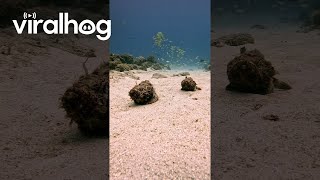 Scorpionfish Take a Stroll on the Sea Floor  ViralHog [upl. by Nnelg]