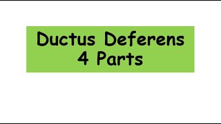 Ductus Deferens 4 parts anatomy biology reproduction [upl. by Maitilde]