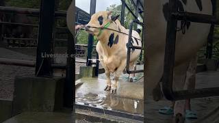 Giant Holstein friesian bull out of the his place ytshorts ytshortsvideo ytshort shortsviral [upl. by Dwyer]