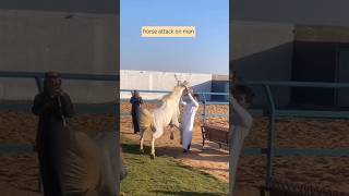 Arabian horse attack on men😱equestrian arabianhorse ghoda shaikh horse yt [upl. by Shay]