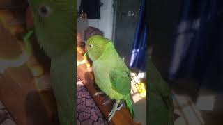 parrot talkingparrot birds parrottalking talkingparrort cute [upl. by Selle790]