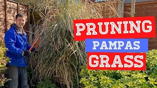 How and When To Prune Pampas Grass  Cortaderia selloana [upl. by Ozen]