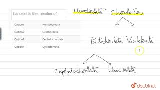 Lancelet is the member of [upl. by Akirdnas]