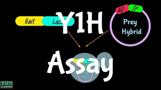 Yeast One Hybrid Assay  Y1H Assay  Yeast Hybrid System [upl. by Noirrad]