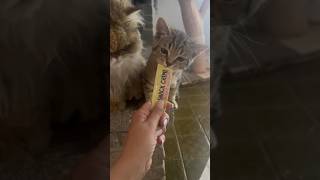 Der Schluss 😅 katze sommer babykatze kitten sunny viral [upl. by Miriam]