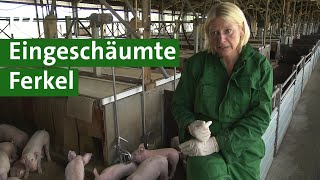 Antibiotika im Schweinestall vermeiden Ferkel waschen um Krankheiten zu vermeiden Unser Land  BR [upl. by Oinotnaesoj53]