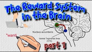 The Reward System in the Brain  the basics [upl. by Gerg986]