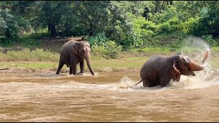 Rescued Elephants Revel In The Sheer Joy Of Play  ElephantNews [upl. by Bergh]