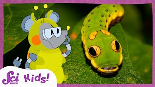 These Caterpillars Dont All Look Like Caterpillars  SciShow Kids [upl. by Dalenna614]