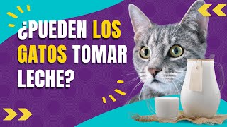 ¿LOS GATOS PUEDEN TOMAR LECHE [upl. by Oicangi]