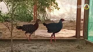 Siamese fireback pheasant for sale WA 082170467711 [upl. by Hemminger]