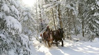 DRAFT HORSES LOGGING ON A GORGEOUS WINTER DAY 451 [upl. by Lyndsay]