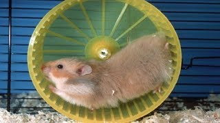 Funny Hamsters Falling Out onThe Wheel  Funny And Cute Pet Videos [upl. by Pohsib]