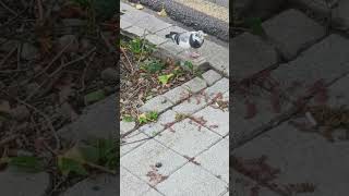 Pigeon walking alone in the sidewalk [upl. by Tenn178]