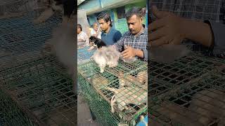 Galif Street pet market today dog price updatetala kolkata dogs [upl. by Nugent]