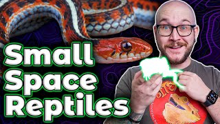 The 5 BEST Reptiles For Apartments Dorms and Small or Shared Living Spaces [upl. by Divod]