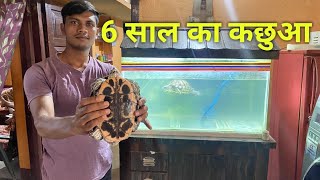 Red Eared Slider Turtle  Singapori Kachua  Turtle Care  Turtle Food [upl. by Nikral]