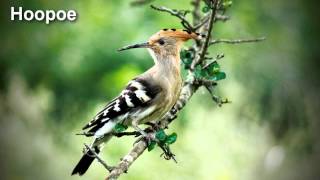 Hoopoe Bird Song and Pictures [upl. by Ylrbmik918]