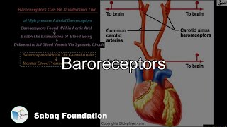 Baroreceptors Biology Lecture  Sabaqpk [upl. by Idid]