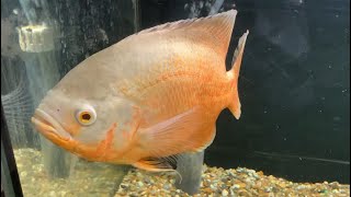 Albino Oscar Cichlid [upl. by Carolynne518]