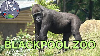 Blackpool Zoo Animals Tour 2023 [upl. by Atteras]