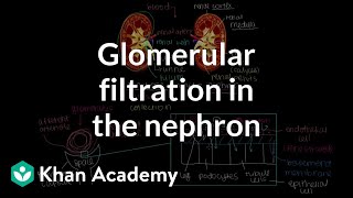 Glomerular filtration in the nephron  Renal system physiology  NCLEXRN  Khan Academy [upl. by Joachima]