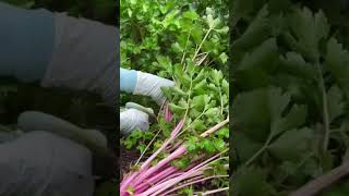 celeryvegetableplantingvegetableseedshomeplanting farming garden [upl. by Ahsai]