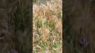 nature grass wind [upl. by Allemap]