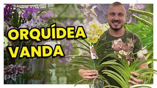 ORQUÍDEA VANDA  DICAS DE CULTIVO E ADUBAÇÃO [upl. by Bettina345]