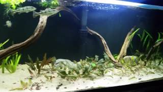 Jardini arowana and peacock bass planted tank [upl. by Angeline239]