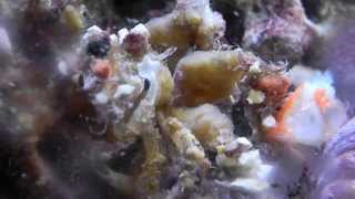 Decorator crab attaching a starfish and goldfish head [upl. by Cart]