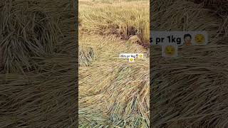 Farmlife👑😒😒 phonk music farming kishan paddyseeds agriculture [upl. by Latsyrd424]