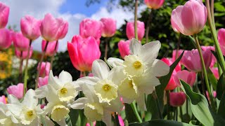 Préparez votre jardin pour un printemps fleuri  Plantez vos bulbes maintenant [upl. by Enuj621]