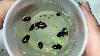 Unboxing Aquatic and Beetles from bugsincyberspace [upl. by Hurd]