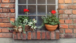 Pelargonia [upl. by Berne]