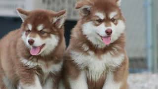 7 Things To Know Before Getting An Alaskan Malamute [upl. by Salvador]