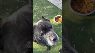 How to condition a dog while they eat dogtraining dogeating canecorso [upl. by Annawek]